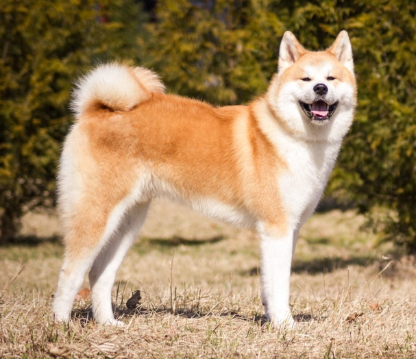 Akita Inu